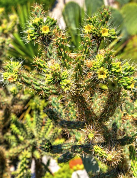 Hermosa Vista Con Plantas Cactus Cerca —  Fotos de Stock