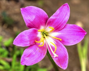 Botanik bahçesinde çiçek açan güzel manzara