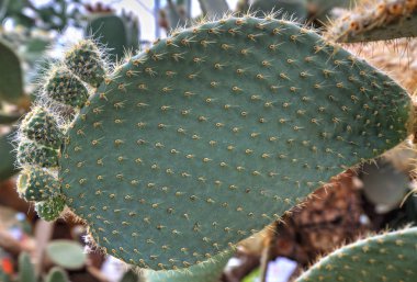 Botanik bahçesinde kaktüs bitkileri ile güzel bir görünüm