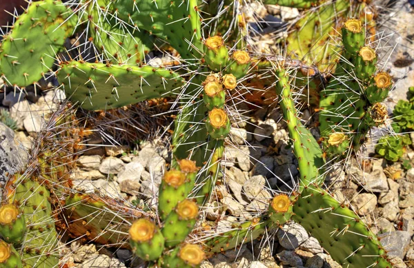 Gyönyörű Kilátás Kaktusz Növényeket Botanikus Kertben — Stock Fotó