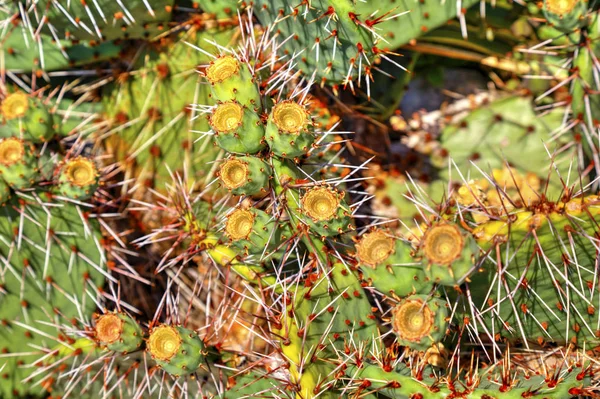 Vacker Utsikt Med Kaktus Växter Botaniska Trädgården — Stockfoto