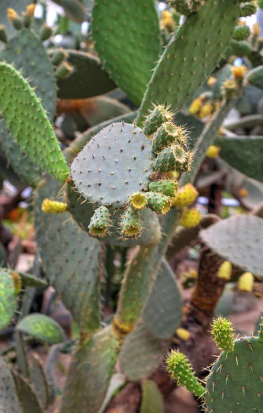 Hermosa Vista Con Plantas Cactus Jardín Botánico —  Fotos de Stock