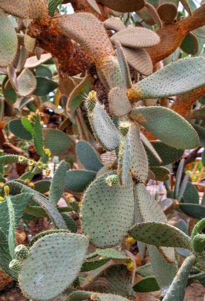 Belle Vue Avec Des Plantes Cactus Dans Jardin Botanique — Photo