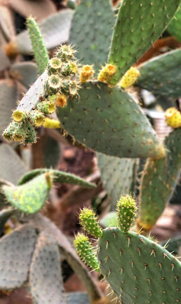 Hermosa Vista Con Plantas Cactus Jardín Botánico —  Fotos de Stock