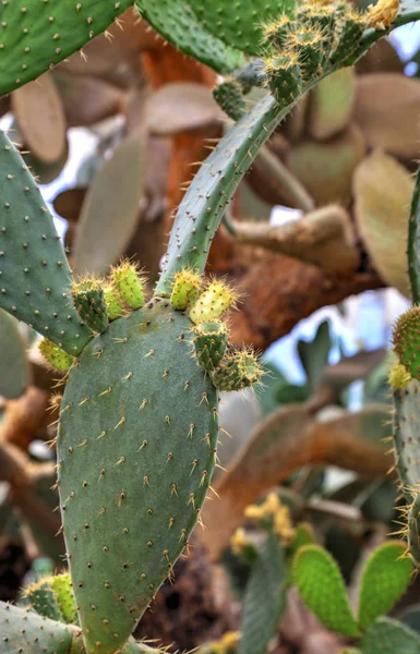 Belle Vue Avec Des Plantes Cactus Dans Jardin Botanique — Photo