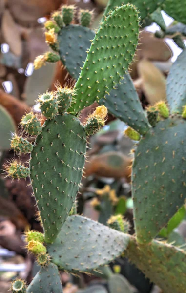 Belle Vue Avec Des Plantes Cactus Dans Jardin Botanique — Photo