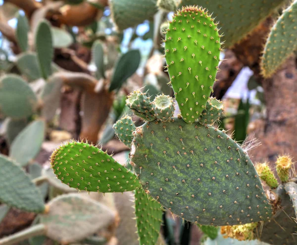 Hermosa Vista Con Plantas Cactus Jardín Botánico —  Fotos de Stock