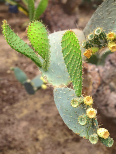 Belle Vue Avec Des Plantes Cactus Dans Jardin Botanique — Photo