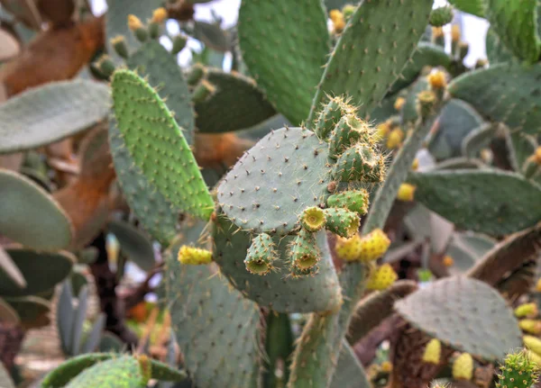 Beautiful View Cactus Plants Botanical Garden Royalty Free Stock Photos