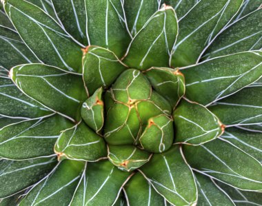 Taze yeşil çiçek arkaplanı. Yakın plan.