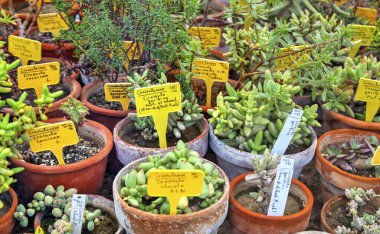Tencere ve etiketlerde çeşitli kaktüs bitkilerinin isimleriyle güzel bir manzara.