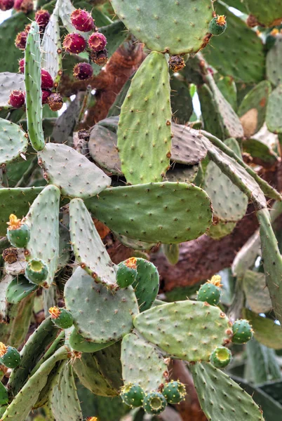 Vacker Utsikt Med Kaktus Växter Botaniska Trädgården — Stockfoto