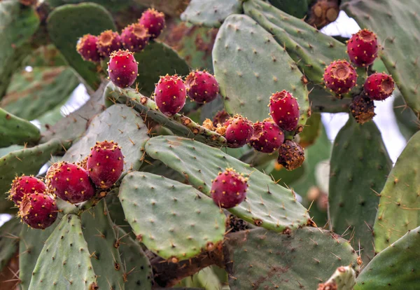 Belle Vue Avec Des Plantes Cactus Dans Jardin Botanique — Photo