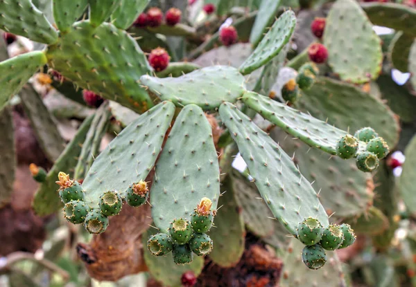 Gyönyörű Kilátás Kaktusz Növényeket Botanikus Kertben — Stock Fotó