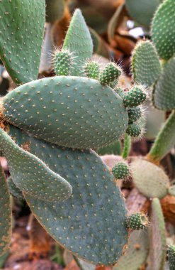 Botanik bahçesinde kaktüs bitkileri ile güzel bir görünüm
