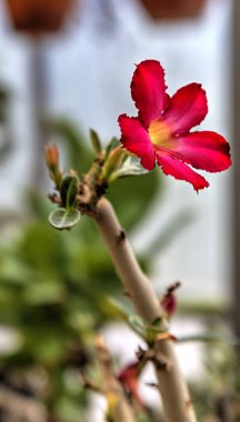 Güzel kırmızı çiçek, yakın plan.