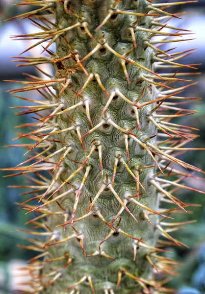 Bella Vista Con Pianta Cactus Nell Orto Botanico — Foto Stock
