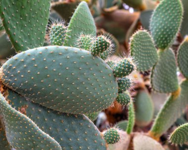 Botanik bahçesinde kaktüs bitkileri ile güzel bir görünüm