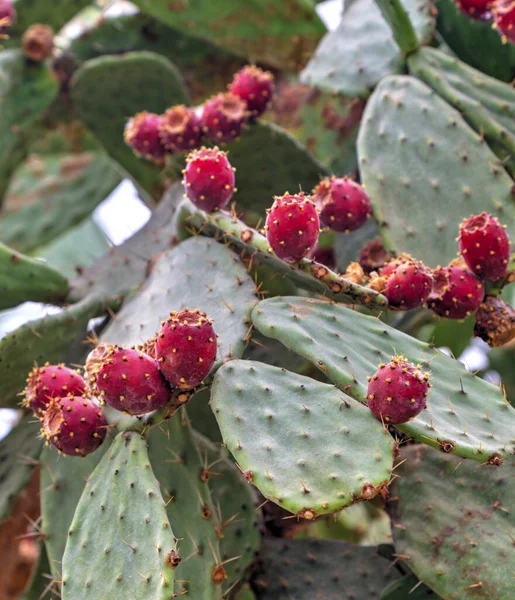 Belle Vue Avec Des Plantes Cactus Dans Jardin Botanique — Photo