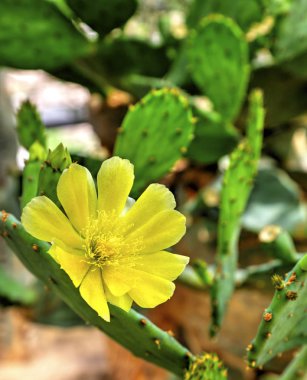 Botanik bahçesinde çiçek açan kaktüslerle güzel bir manzara
