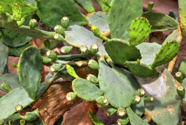 Botanik bahçesinde kaktüs bitkileri ile güzel bir görünüm