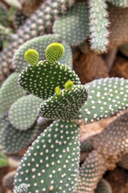 Botanik bahçesinde kaktüs bitkileri ile güzel bir görünüm