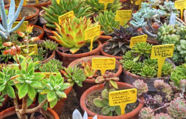 Üzerinde adları yazan saksılarda ve etiketlerde çeşitli bitkiler olan güzel bir manzara.