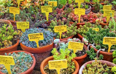 Üzerinde adları yazan saksılarda ve etiketlerde çeşitli bitkiler olan güzel bir manzara.