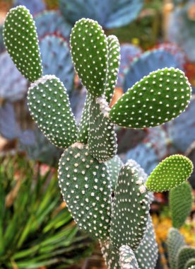 Botanik bahçesinde kaktüs bitkileri ile güzel bir görünüm