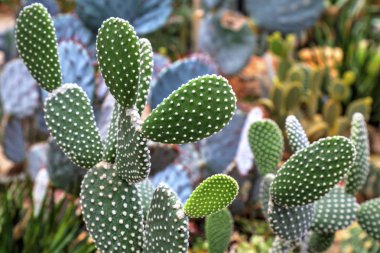 Botanik bahçesinde kaktüs bitkileri ile güzel bir görünüm