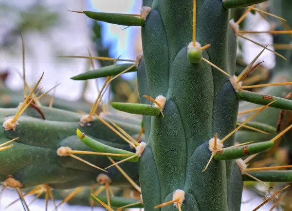 Bela Vista Com Plantas Cacto Jardim Botânico — Fotografia de Stock