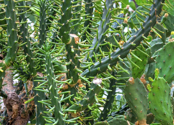 Belle Vue Avec Des Plantes Cactus Dans Jardin Botanique — Photo
