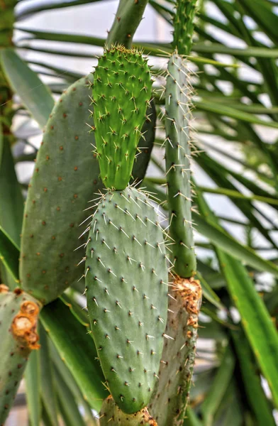 Belle Vue Avec Des Plantes Cactus Dans Jardin Botanique — Photo