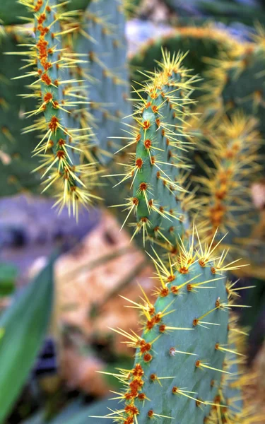 Bela Vista Com Plantas Cacto Jardim Botânico — Fotografia de Stock