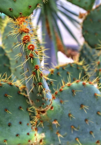 Hermosa Vista Con Plantas Cactus Jardín Botánico —  Fotos de Stock