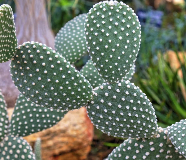 Bella Vista Con Piante Cactus Nell Orto Botanico — Foto Stock