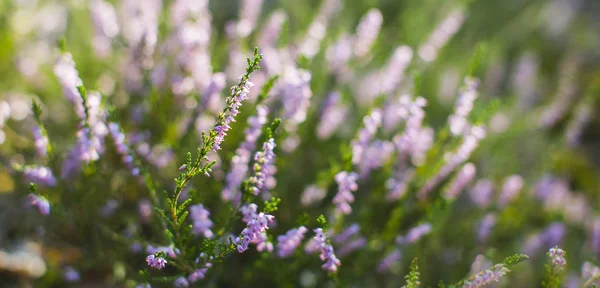 Calluna Blosoom Vahşi Ormanda — Stok fotoğraf