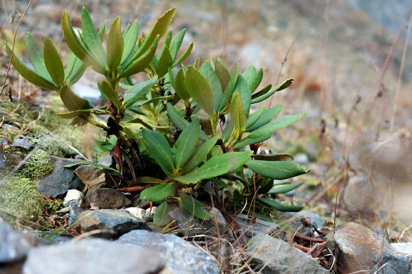Verde Rododendro Salvaje Sobre Piedras Montaña — Foto de Stock