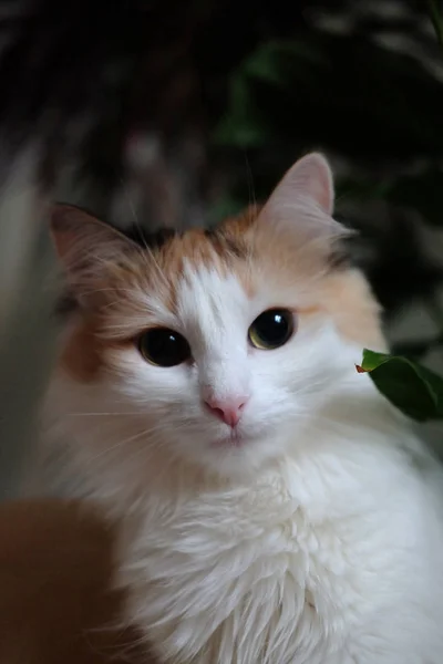 Portrait Chat Tricolore Dans Maison Des Plantes — Photo