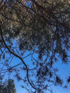 Çam'ın şube ve temiz gökyüzü
