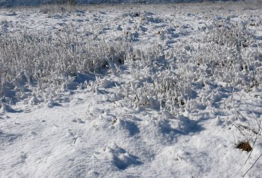 Mart ayı başlarında karla kaplı dikenli yüzey zemin