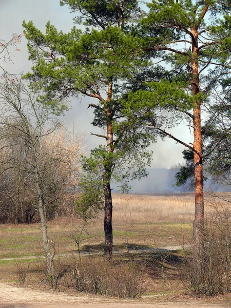 Due Pini Verdi Prima Grande Campo Marrone Nel Mese Marzo — Foto Stock