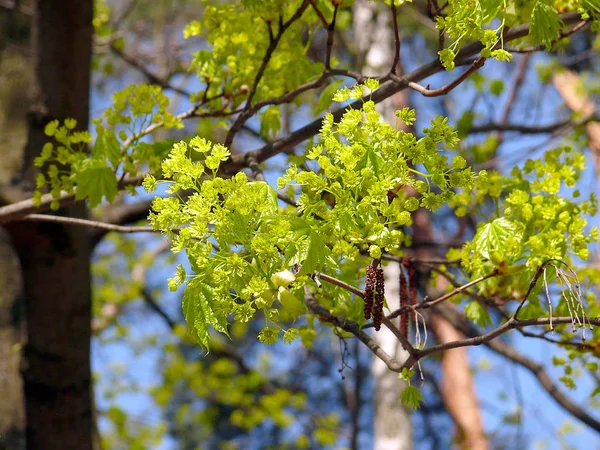 Um galho de árvore coberto com flores verdes no céu azul backgro — Fotografia de Stock