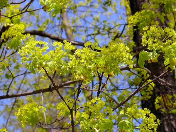 Três ramos cobertos com flores verdes em abril no azul s — Fotografia de Stock