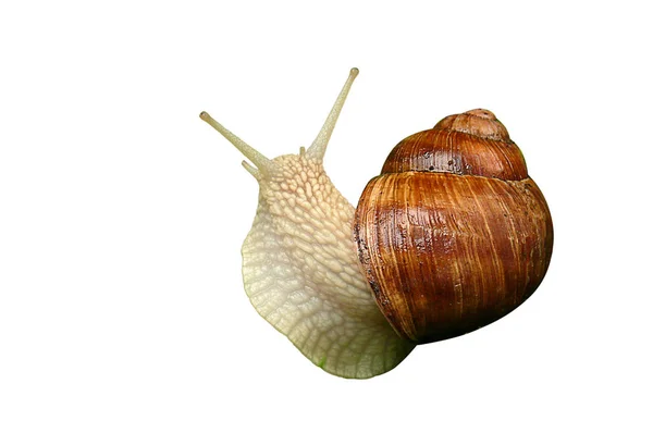 A white snail looking upwards with a brown shell in May on the w — Stock Photo, Image