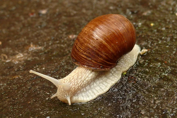 Un caracol blanco con una concha marrón sobre asfalto negro húmedo en mayo — Foto de Stock