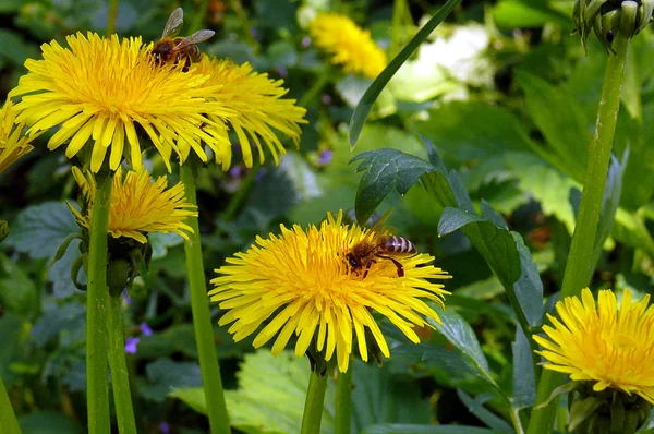 Dos abejas sentadas en los dendalions y comiendo néctar entre verde —  Fotos de Stock