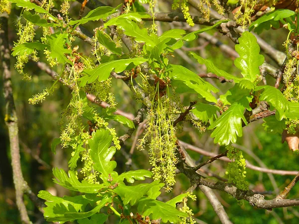 Długie słoneczne frędzle dębowe wśród zielonych liści w maju na Branche — Zdjęcie stockowe