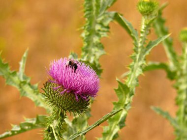 Haziran ayında pembe bir devedikeni çiçek bir bumble-bee