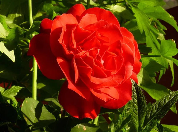 Egy piros rózsa között zöld levelek (oldalnézet) júniusban — Stock Fotó